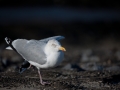 European herring gull