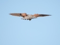 Common kestrel