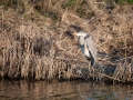 Grey heron