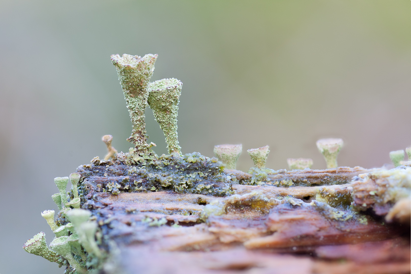 Cladonia Fimbriata, lichen, bekertjesmos