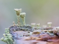 Cladonia Fimbriata, lichen, bekertjesmos