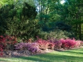 azalea, rivierenhof, rodondendron