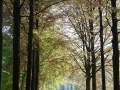 kuieren tussen beuken, rivierenhof