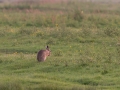 Lepus europaeus, European hare, haas