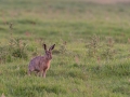 Lepus europaeus, European hare, haas