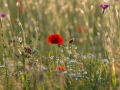 Papaver