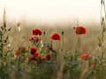 Papaver