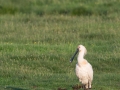Platalea leucorodia, Common spoonbill, lepelaar