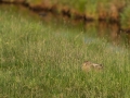 Lepus europaeus, European hare, haas