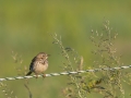 Anthus pratensis, Meadow pipit, graspieper