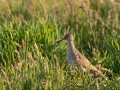Tringa totanus, redshank, tureluur