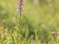 Orchid