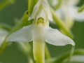 Platanthera bifolia