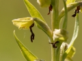 Ophrys insectifera