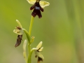 Ophrys insectifera