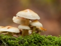 paddenstoel