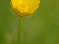 Buttercup