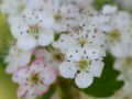 Hawthorn