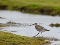 common curlew