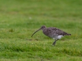 common curlew
