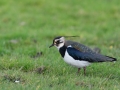 northern lapwing