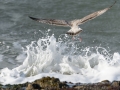 seagull