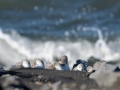 sanderling