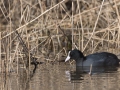 Eurasian coot