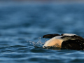 King eider