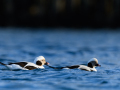 long-tailed duck