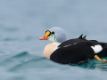 King eider