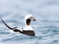 long-tailed duck