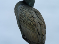 European shag