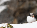 Atlantic puffin