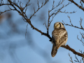 Northern hawk owl