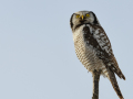Northern hawk owl