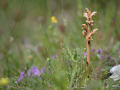 Broomrape (thym bremraap)