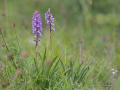 Gymnadenia (Grote muggenorchis)