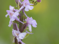 Gymnadenia (Grote muggenorchis)