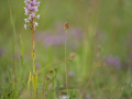 Gymnadenia (Grote muggenorchis)