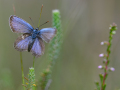 Silver-studded blue