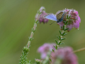 Silver-studded blue