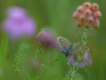 Silver-studded blue