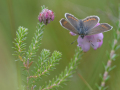 Silver-studded blue