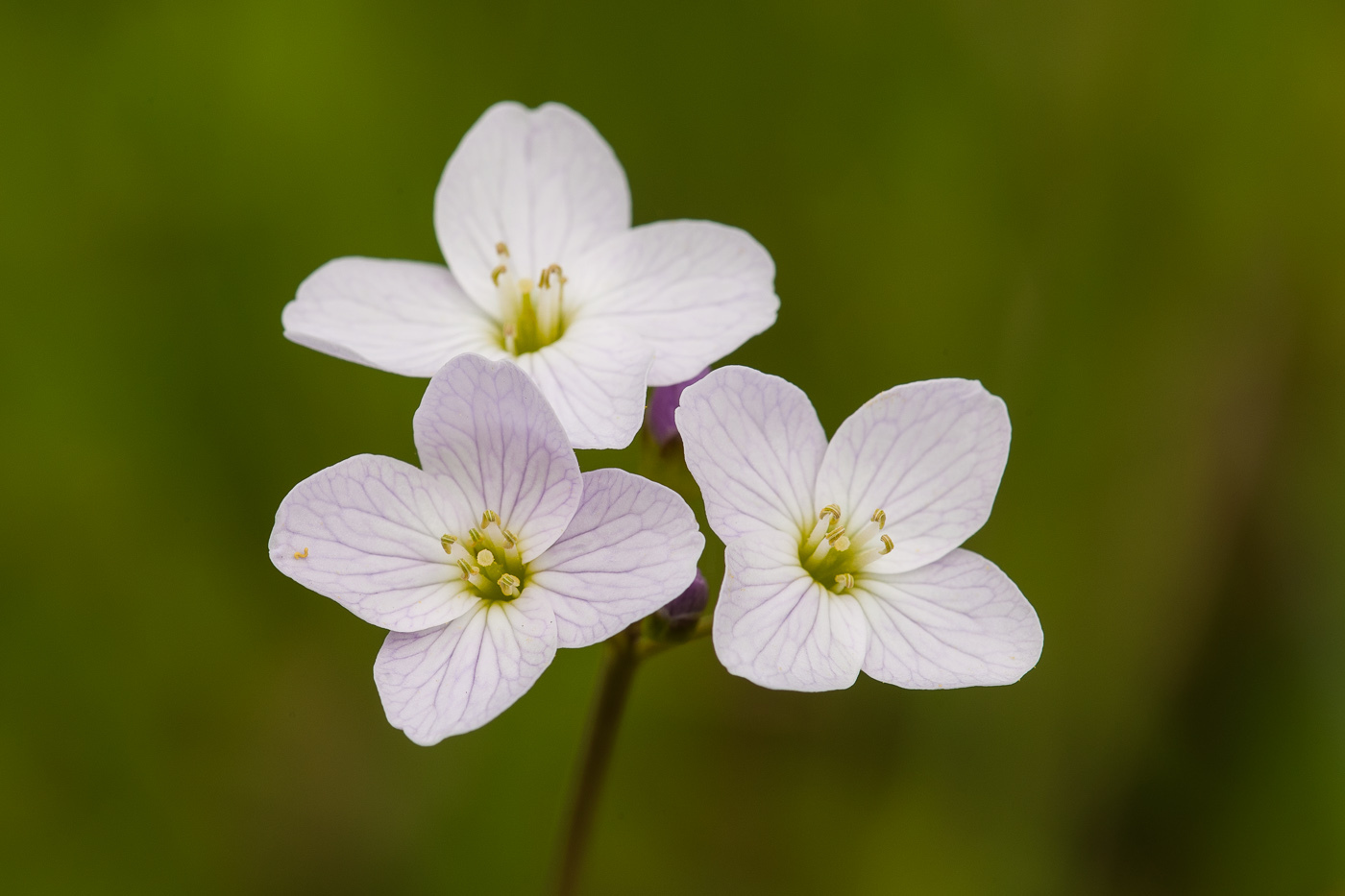 lady's smock, Cardamine pratensis, Pinksterbloem (Oude Landen, Ekeren, Belgium)