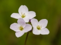 lady's smock, Cardamine pratensis, Pinksterbloem (Oude Landen, Ekeren, Belgium)