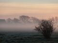 Misty meadow