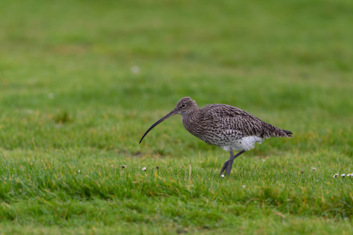 common curlew